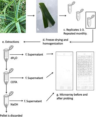 Detection of Seasonal Variation in Aloe Polysaccharides Using Carbohydrate Detecting Microarrays